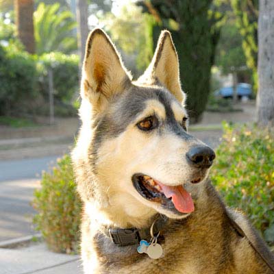 My dog Nunuk malamute shepherd mix